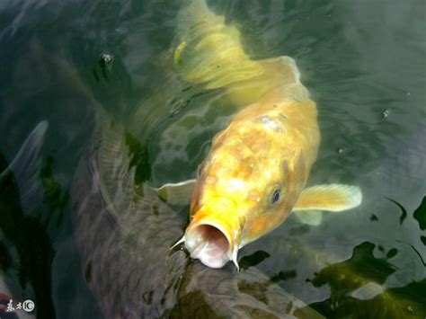 夢見魚|夢見捉魚、抓魚、捕魚